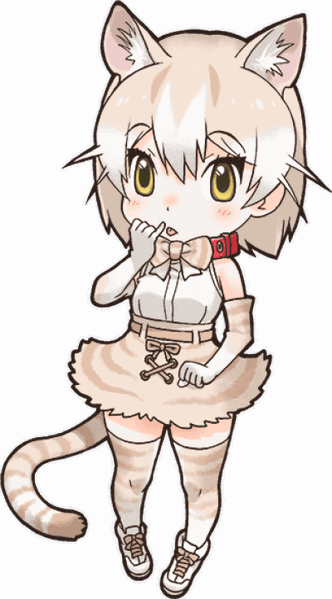Domestic Cat