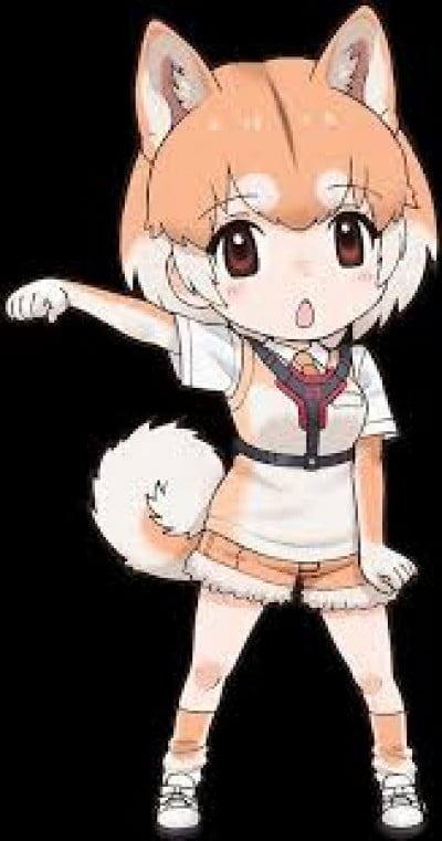 Domestic Dog