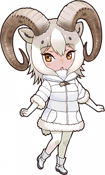 Dall Sheep