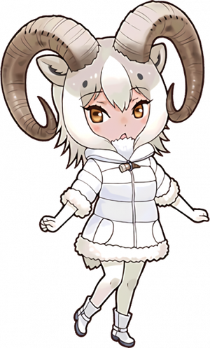 Dall Sheep