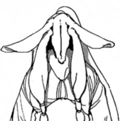 Display picture for Bayon II's wife