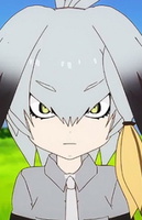 Shoebill portrait