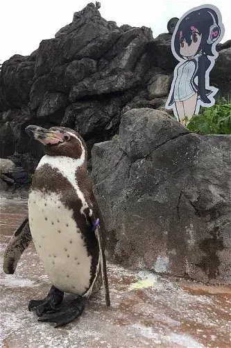 Display picture for Grape-kun