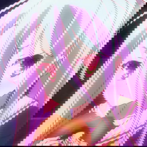 Display picture for Shiro
